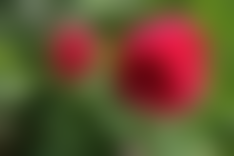 gaussian-blur-flower-roses-after.webp