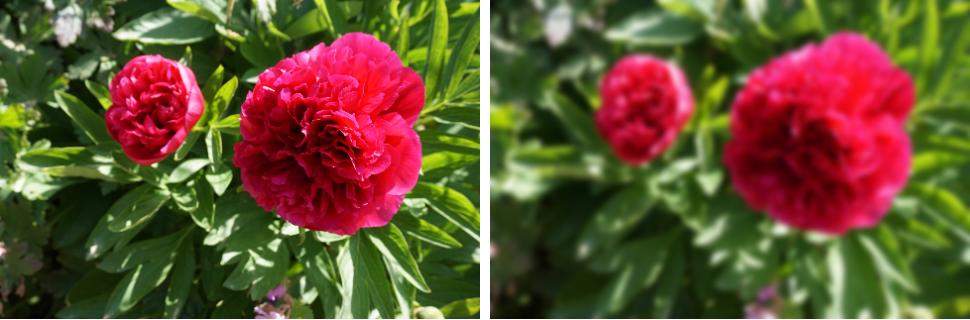 Gaussian blur with sigma = 3.0 flowers gaussian blur filter example