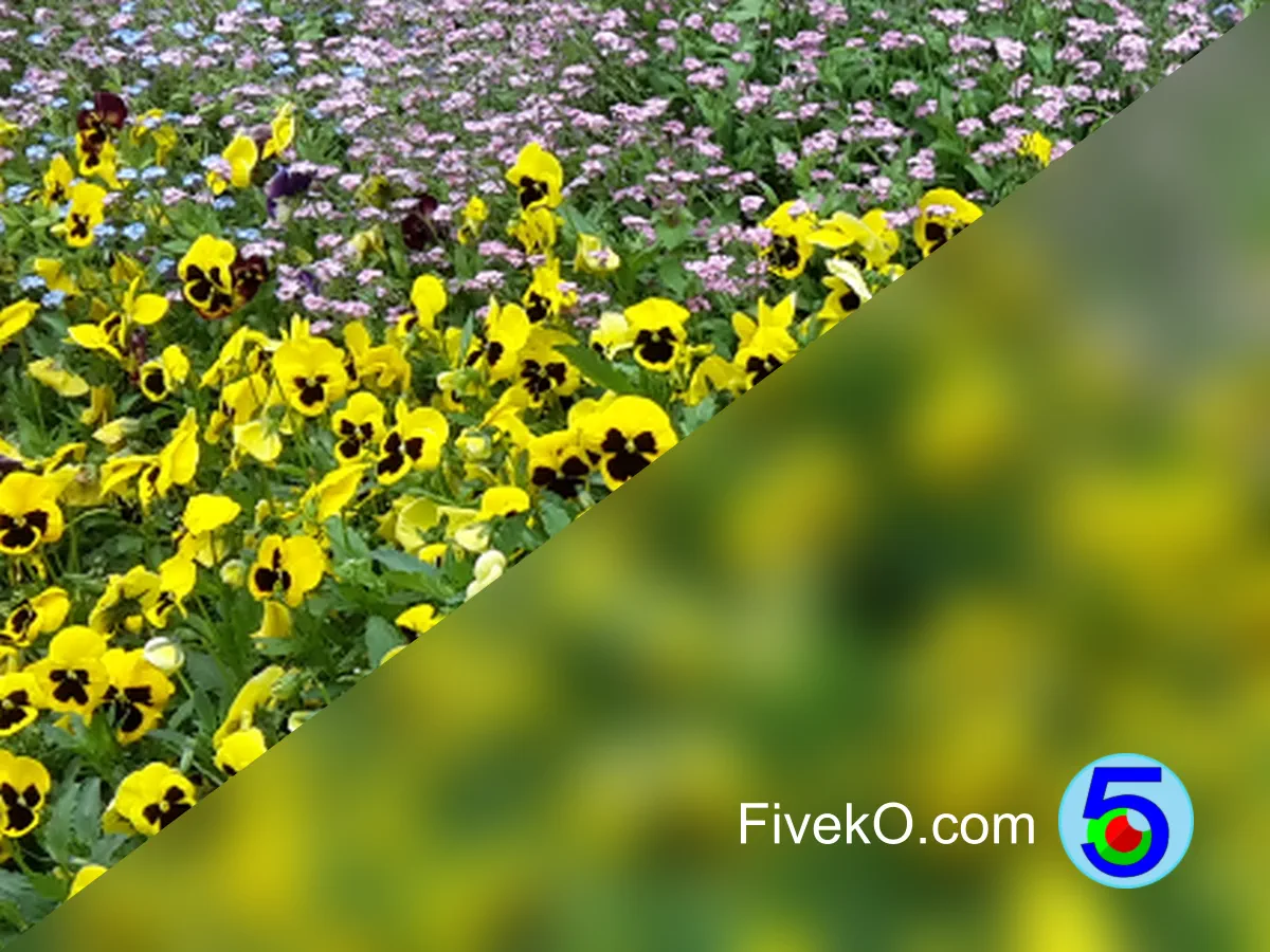 Gaussian Blur - Noise Reduction Filter - FIVEKO