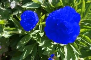 color change on blue roses