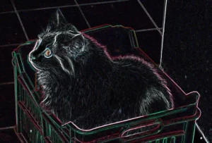 Cat in a crate promo image