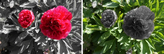Example of Selective Black & White effect highlighting a vibrant red flower